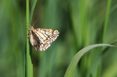 <i>Chiasmia clathrata</i>