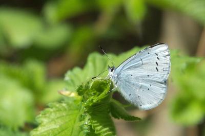 <i>Celastrina argiolus</i>