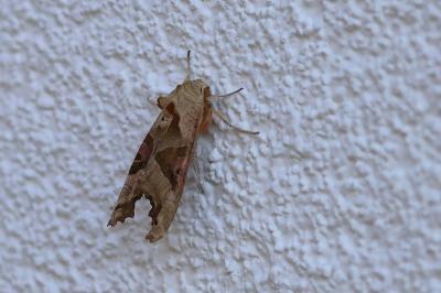 <i>Phlogophora meticulosa</i>