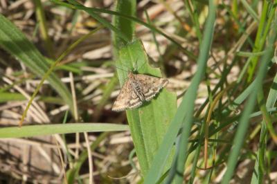 <i>Pyrausta despicata</i>