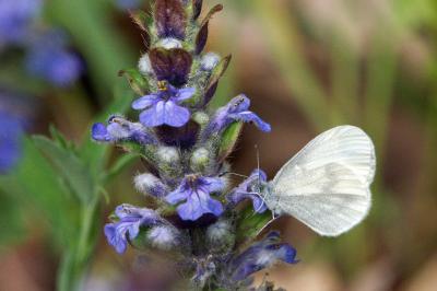 <i>Leptidea sinapis</i>