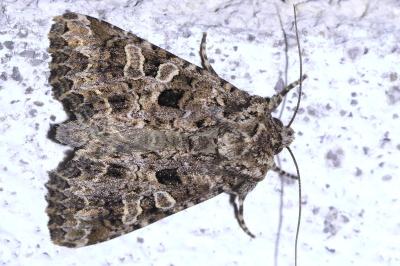 <i>Hadena bicruris</i>