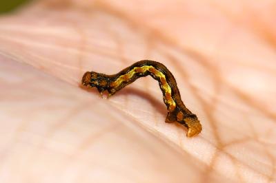 <i>Erannis defoliaria</i>