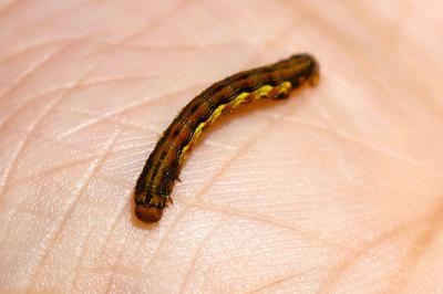 <i>Erannis defoliaria</i>