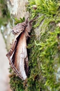 <i>Pheosia gnoma</i>