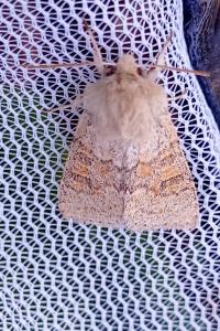 <i>Orthosia miniosa</i>