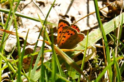 <i>Lycaena phlaeas</i>