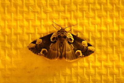 <i>Thyatira batis</i>