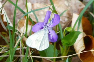 <i>Leptidea sinapis</i>