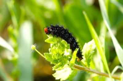 <i>Melitaea cinxia</i>