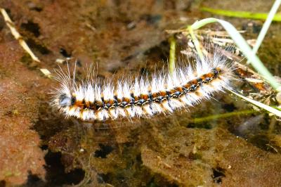 <i>Eriogaster catax</i>