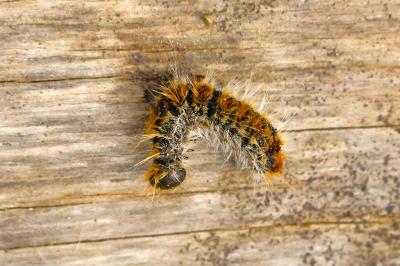 <i>Thaumetopoea pityocampa</i>