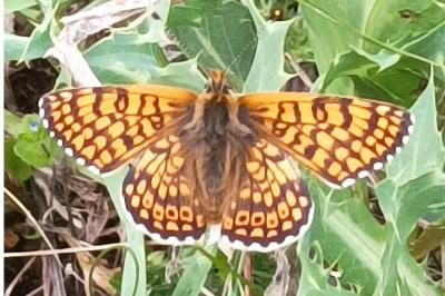 <i>Melitaea cinxia</i>