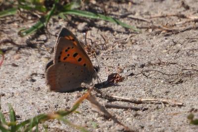 <i>Lycaena phlaeas</i>