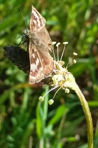 <i>Erynnis tages</i>