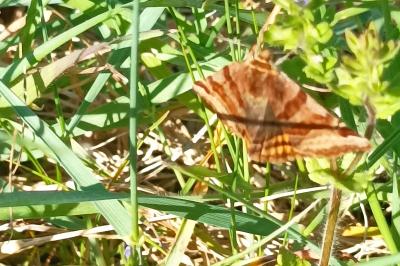 <i>Euclidia glyphica</i>