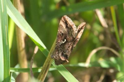 <i>Autographa gamma</i>