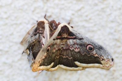 <i>Saturnia pyri</i>