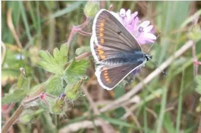 <i>Aricia agestis</i>