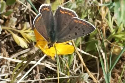 <i>Lycaena tityrus</i>