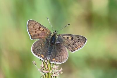 <i>Lycaena tityrus</i>