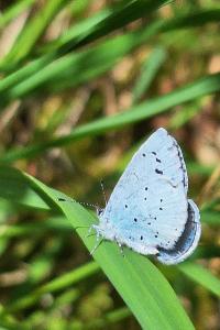 <i>Celastrina argiolus</i>