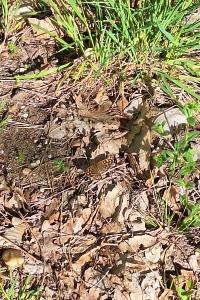 <i>Pararge aegeria</i>