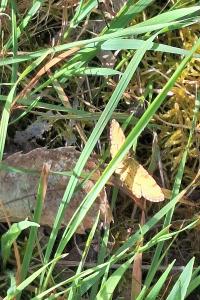 <i>Ematurga atomaria</i>