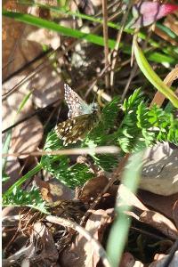 <i>Pyrgus malvae</i>