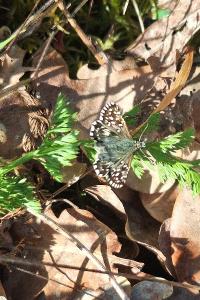 <i>Pyrgus malvae</i>