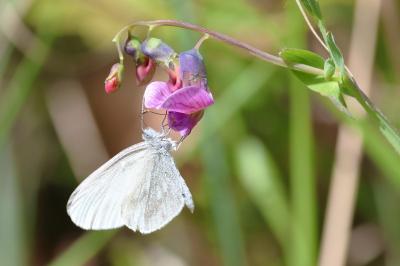 <i>Leptidea sinapis</i>