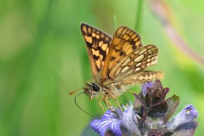 <i>Carterocephalus palaemon</i>