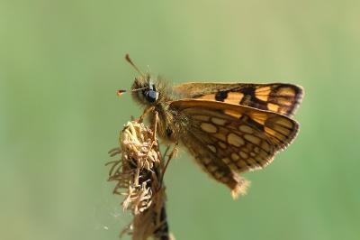 <i>Carterocephalus palaemon</i>