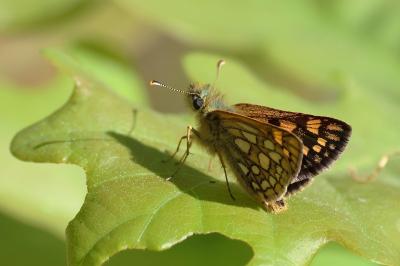 <i>Carterocephalus palaemon</i>