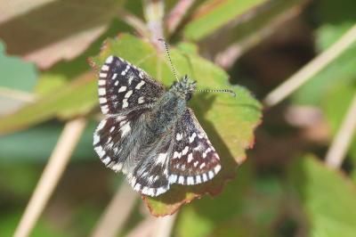 <i>Pyrgus malvae</i>