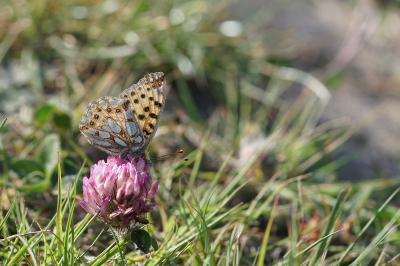 <i>Issoria lathonia</i>