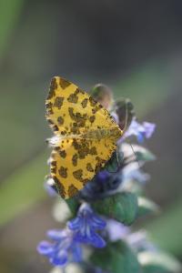<i>Pseudopanthera macularia</i>
