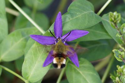 <i>Hemaris fuciformis</i>