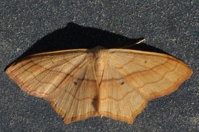 <i>Scopula imitaria</i>