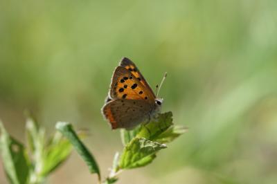 <i>Lycaena phlaeas</i>