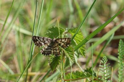 <i>Ematurga atomaria</i>