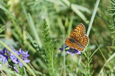 <i>Melitaea cinxia</i>