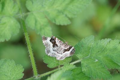 <i>Epirrhoe alternata</i>