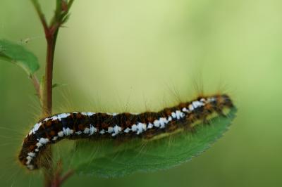 <i>Acronicta rumicis</i>