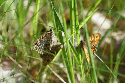 <i>Lasiommata megera</i>