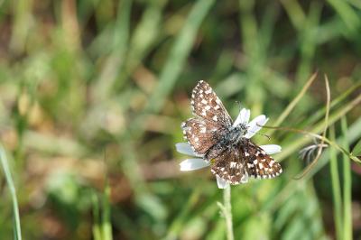 <i>Pyrgus malvae</i>