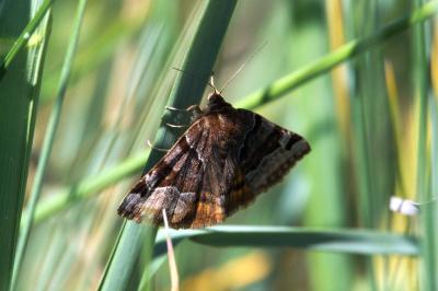 <i>Euclidia glyphica</i>