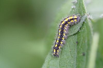 <i>Callimorpha dominula</i>