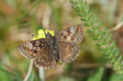 <i>Erynnis tages</i>