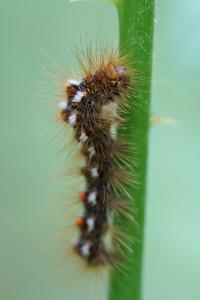 <i>Euproctis chrysorrhoea</i>